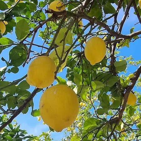 Διαμέρισμα La Limonaia *