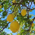 Διαμέρισμα La Limonaia *